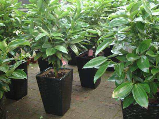 平安樹為什么不發(fā)新芽，三種原因以及解決方法