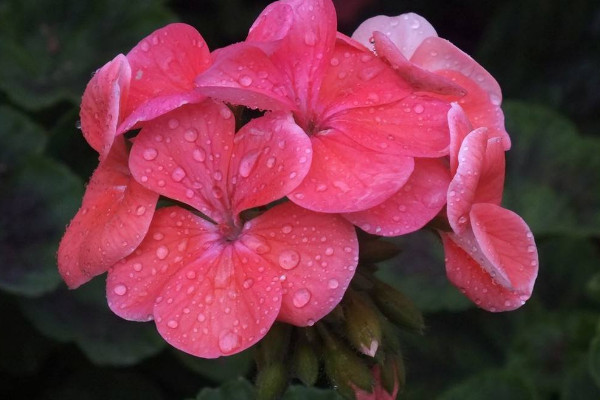 天竺葵葉子邊緣發(fā)黃解決方法