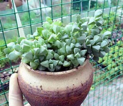 碧玉蓮如何度夏，最主要的是不要隨意澆水