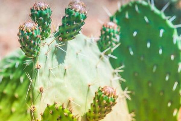 仙人掌為什么沒(méi)有葉子