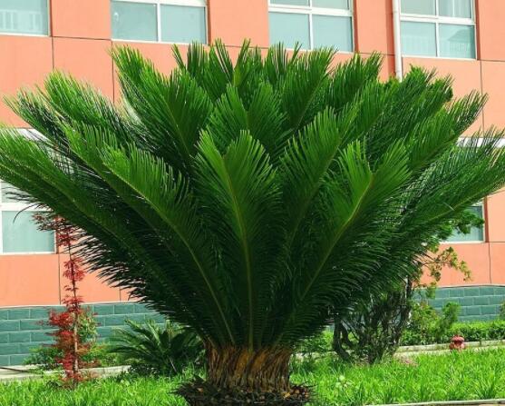 鐵樹葉片彎曲變形的原因和解決方法，教你三種最直觀有效措施