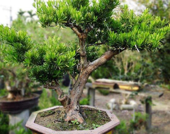 羅漢松盆景制作方法，教你五個(gè)基本步驟便可開枝散葉