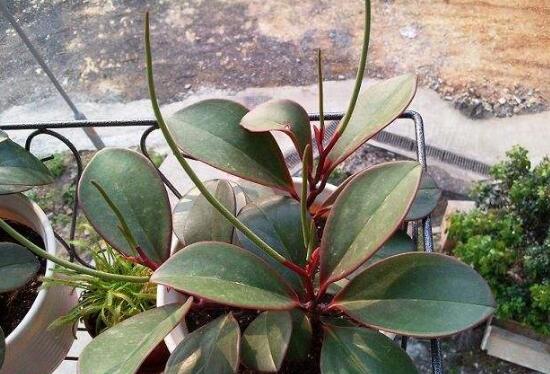 紫邊碧玉怎么養(yǎng)，七個(gè)基本方法教你養(yǎng)殖好