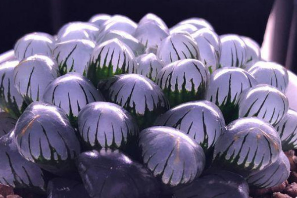 玉露能長(zhǎng)多大