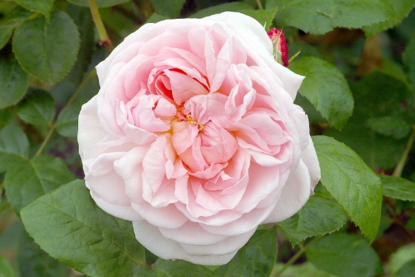 薔薇花長(zhǎng)得快嗎