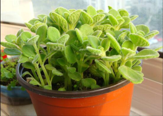 碰碰香怎么換盆，做好脫盆處理修剪根系/春季最佳