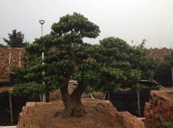 羅漢松果的功效與作用，羅漢松果的五大作用