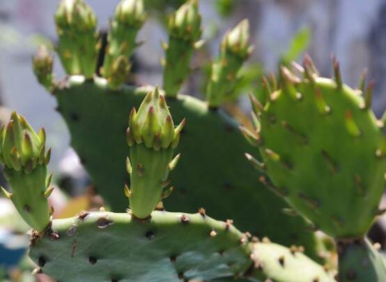仙人掌變黃的原因是什么，四種原因以及解決方法