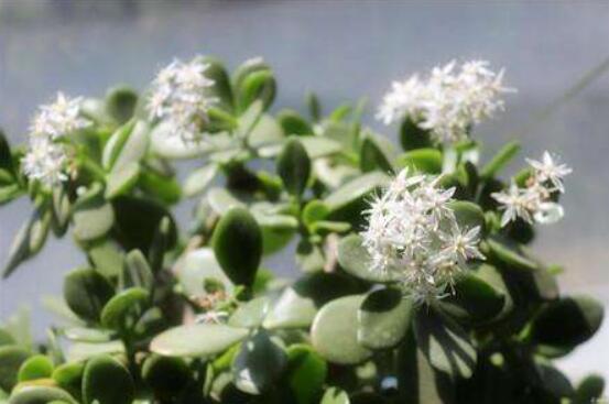 玉樹和燕子掌的區(qū)別，教你兩種最簡單區(qū)別方法(屬性/形態(tài))