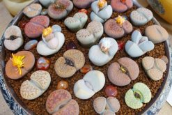 生石花多久澆一次水，不同季節(jié)不同澆水方法