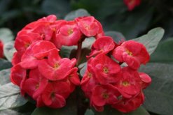 大花虎刺梅的養(yǎng)殖方法，5步教你養(yǎng)好大花虎刺梅