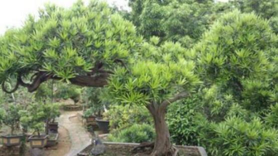 羅漢松品種，盤點(diǎn)羅漢松最珍貴的五大品種
