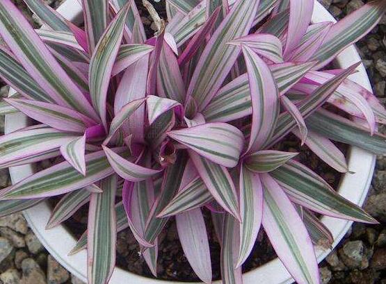 萬年青植物有幾種，盤點最令人欣賞的十大品種