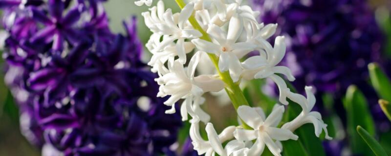 風(fēng)信子寓意什么意思