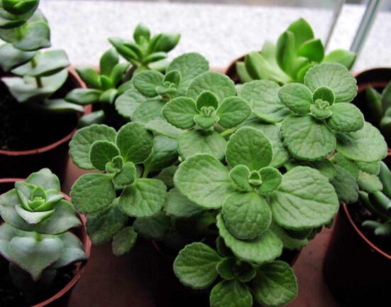 驅蚊草碰碰香有毒嗎，無毒/凈化空氣、醒腦提神