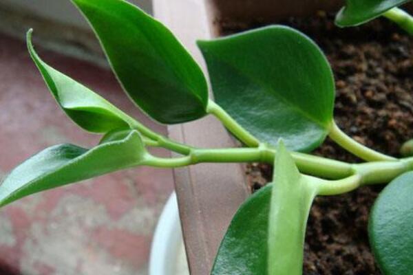 碧玉花植物如何移栽，簡單三步教你扦插成活