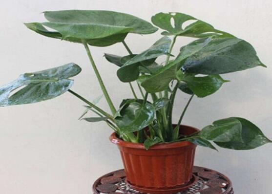 龜背竹滴水是怎么回事，只是一種正常的吐水現(xiàn)象(水分充足)