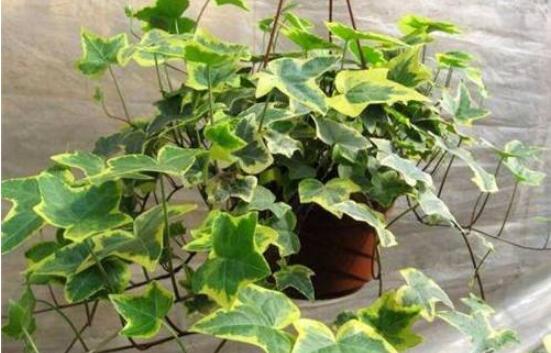 常青藤除甲醛嗎，每平方米可吸收甲醛1.48毫克