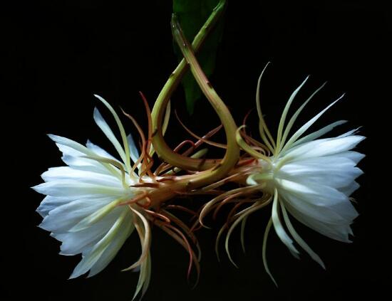 曇花的養(yǎng)殖方法和注意事項(xiàng)，老農(nóng)總結(jié)七大最實(shí)用養(yǎng)殖方法