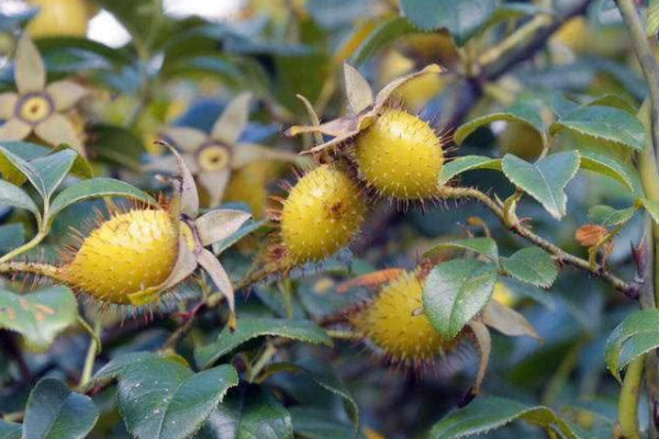 金櫻子什么季節(jié)有