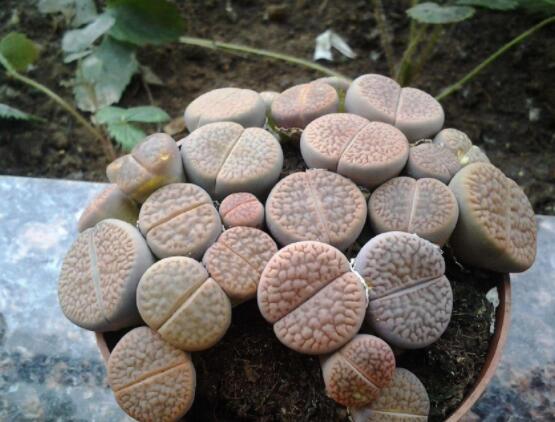 生石花用什么盆好，陶盆、泥瓦盆、紫砂盆任選其一(深盆)