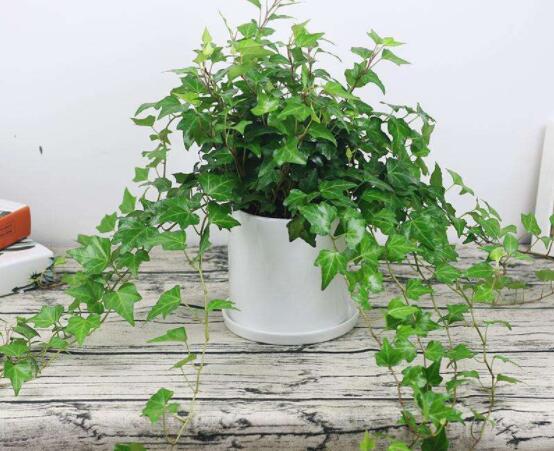 常春藤怎么養(yǎng)殖，盤(pán)點(diǎn)最簡(jiǎn)單兩種養(yǎng)殖方法(土培和水培)