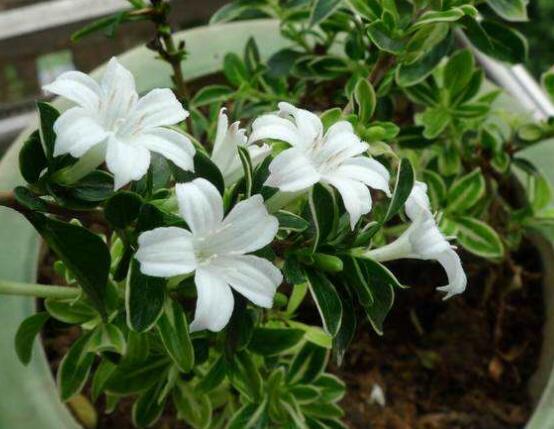 六月雪盆景造型方法，直乾式虬曲式懸崖式三種造型