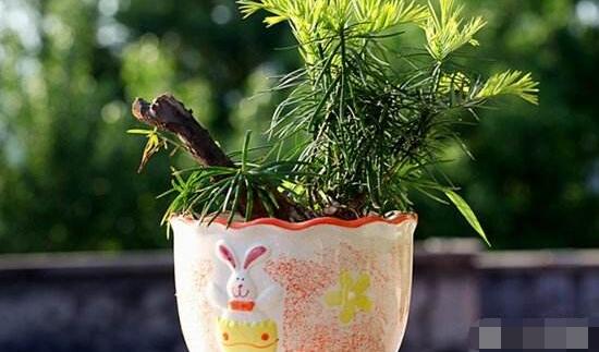 紅豆杉適合室內(nèi)養(yǎng)嗎，具有凈化空氣、延年益壽作用