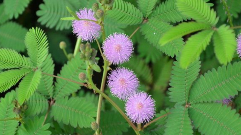 含羞草發(fā)芽后怎么護理