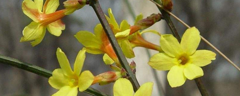 迎春花葉子發(fā)軟怎么辦