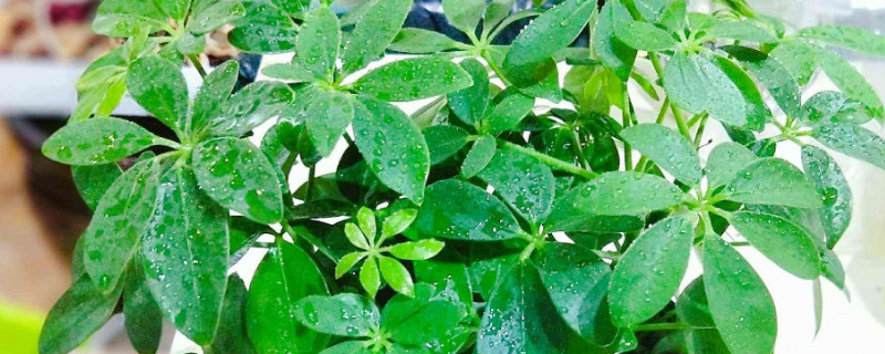 金錢(qián)樹(shù)和鴨掌木的區(qū)別