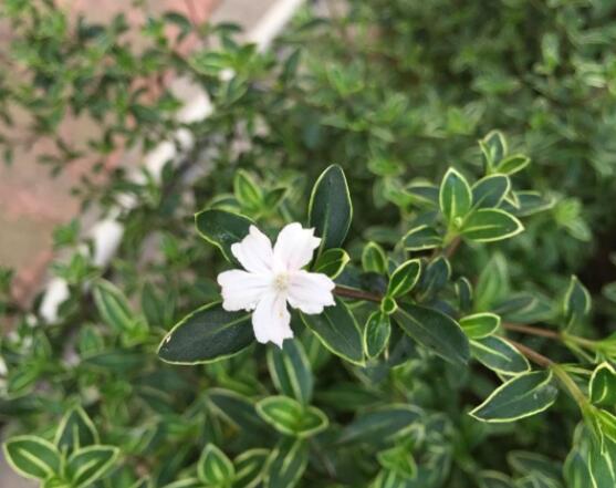 怎樣養(yǎng)好六月雪，盆土是關鍵/做好澆水施肥