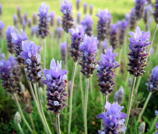 薰衣草的花語是什么，代表著心心相印、愛情的等待