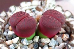 生石花怎么養(yǎng)不徒，保證光照并合理施肥