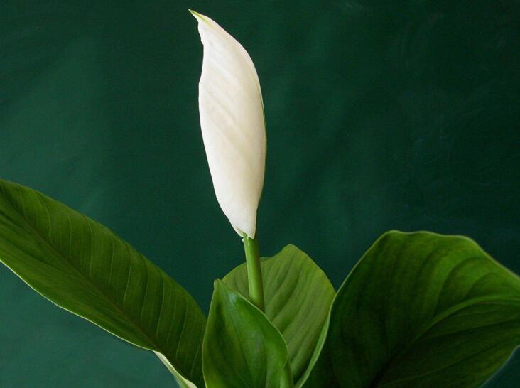 水培一帆風順的養(yǎng)殖方法，水質的要求最重要