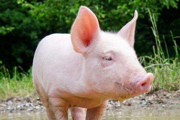 養(yǎng)豬豬糞怎么處理