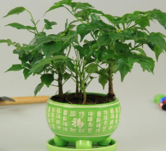 平安樹怎么繁殖，平安樹扦插方法圖解