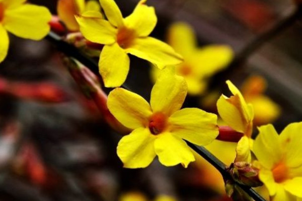 迎春花的養(yǎng)殖方法和注意事項(xiàng)