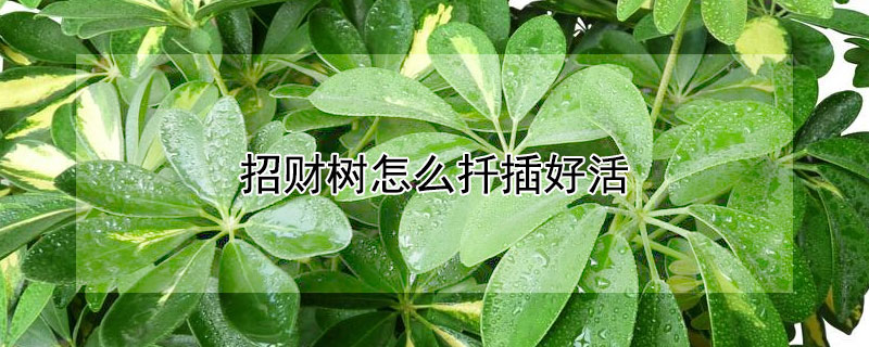 招財(cái)樹怎么扦插好活