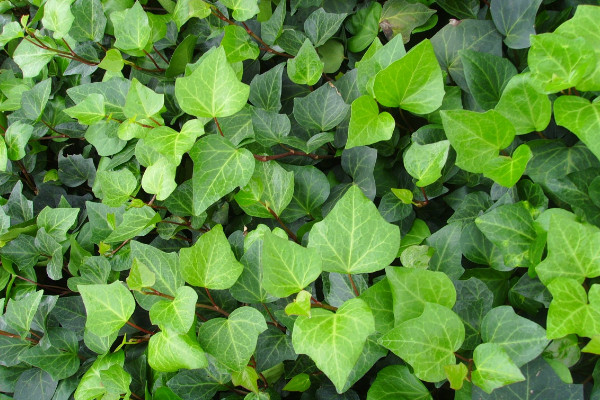 常青藤葉子發(fā)黃干枯