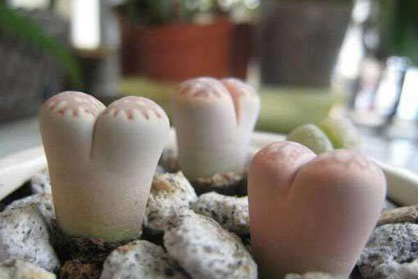 生石花徒長了怎么辦，四步教你抑制生石花徒長