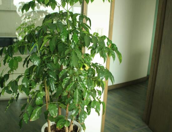 幸福樹怎么繁殖，教你三種繁殖方法(播種/壓條/扦插)