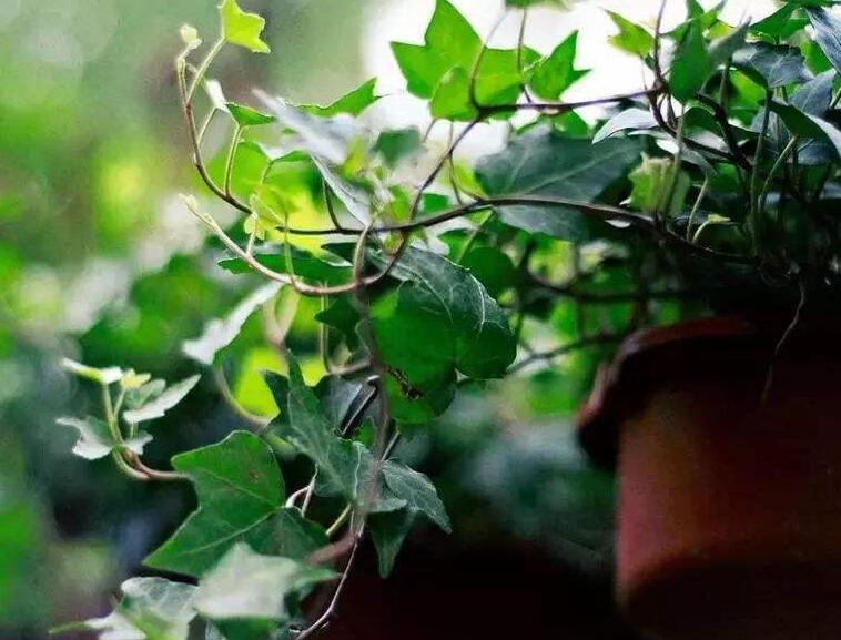 常春藤葉子發(fā)蔫咋補(bǔ)救，適合的光照和溫度很重要