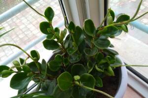 碧玉會開花嗎，碧玉什么季節(jié)開花(春季盛開)