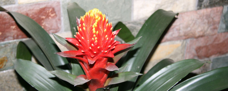 鴻運(yùn)當(dāng)頭的葉子干卷了怎么辦