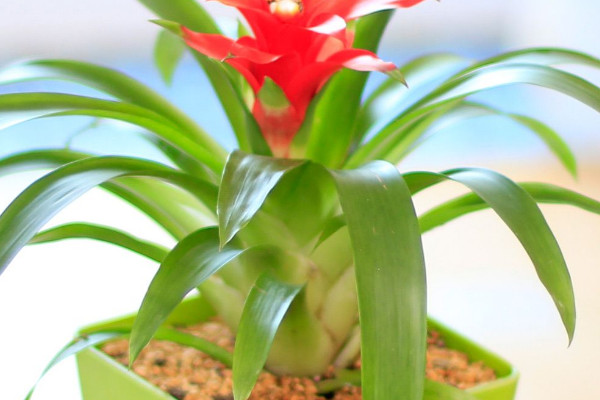 鴻運當(dāng)頭的葉杯是哪個地方