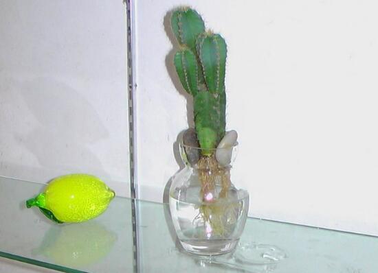 仙人掌可以水培嗎，仙人掌水培方法和注意事項(xiàng)