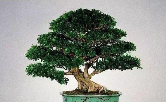 九里香盆栽的養(yǎng)殖方法，老農(nóng)總結(jié)五點最實用的養(yǎng)殖方法