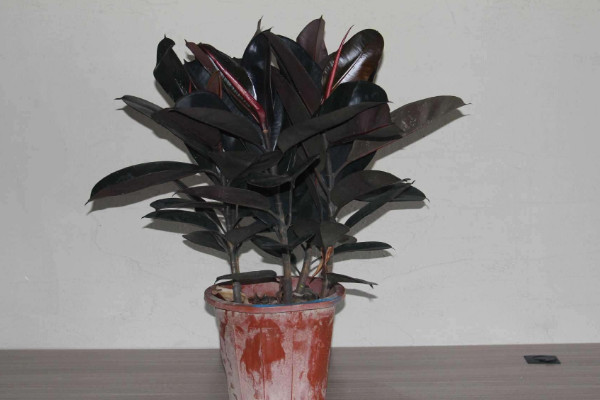 橡皮樹怎么修剪，摘心刻芽/疏除密枝