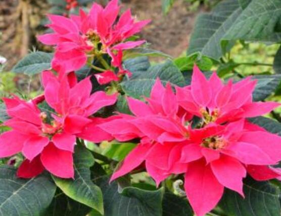 一品紅多久澆一次水，不同季節(jié)不同澆水量(澆則澆透)